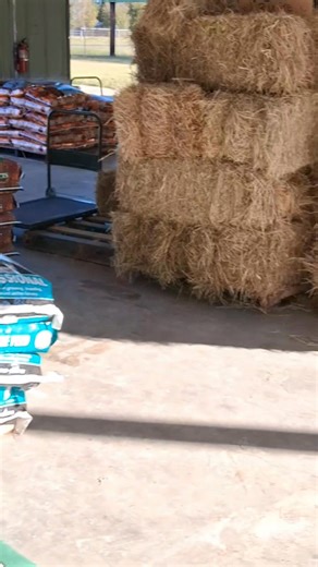 Buenos dias recuerden que estamos abiertos los 7 dias de la semana de 8am a 8pm y el dia de mañana bamos a tener la fiesta de Halloween para q nos acompañe Estaremos dando dulces y bamos a tener hot dogs 🌭 solo aqui en Obba Bi Farm Feed &Supplies en el 11098 states hwy31 Kerens tx 75144 (945-237-3145) los esperamos 👻🎃 | Obba Bi Farm Feed