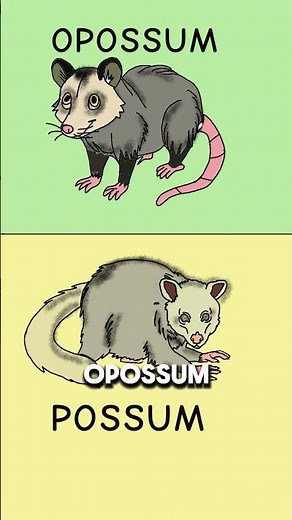 Opossum vs Possum.