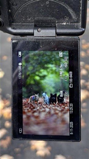 set-up vs the shot #chihuahua #sigma 135mm.1.4