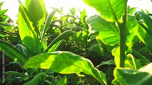 tobacco plant in plantation in the morning with sunray, Temanggung, central java, Indonesia. foreground of tobacco leaves in the wind. Nicotiana tabacum or Nicotiana rustica. cigarette industry.
