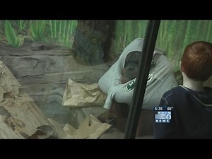 Oregon Zoo orangutan Kutai dies after illness