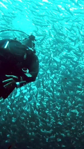 It's time to elevate your skills and your underwater adventures. The SDI Advanced Diver program is your ticket to a new level of diving with deeper depths, night dives and more! 🎟️ Ready to start advancing your skills? Start the course here: https://www.tdisdi.com/sdi/get-certified/Advanced-Diver-Development-Program/ 🤿 #sdidivers #wearescubadiving #advanceddiver #startnow #elevateyourskills #nightdive | SDI - Scuba Diving International