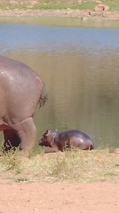 335K views · 5.7K reactions | Very Cute Baby Hippo and Dad | Village life | Facebook