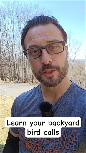 Learn backyard bird calls #backyardbirds