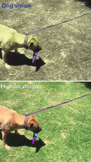Seeing the World Through a Dog's Eyes
