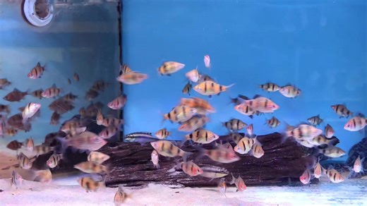 Busy black ruby barb ♥️ | Pier Aquatics