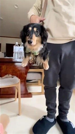 He Believed He Could Fly ✨ #cute #animals #dog