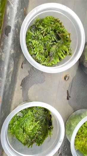 Fresh moss cups🌿#moss#aquaticplants#aquascape#plantedtank#terrarium#lowtech#noco2#aquarium
