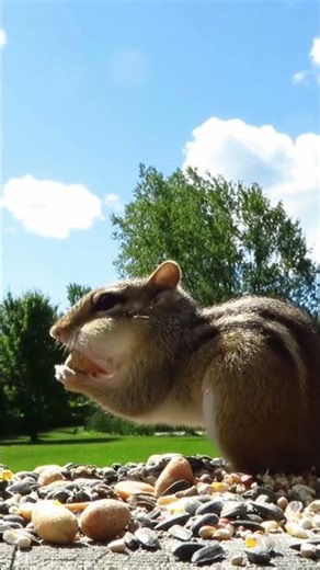 Jumpy chipmunk startles the mourning doves and grabs a snack