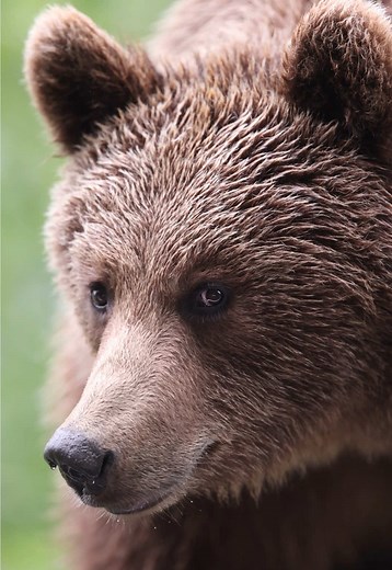 Encountering the European Brown Bear in Nature