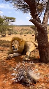 2.9M views · 15K reactions | Monkey Prank! Porcupine Quills Wake Up the King of the Jungle 璉 #monkeylove #MonkeyPrank | hidine eye | Facebook
