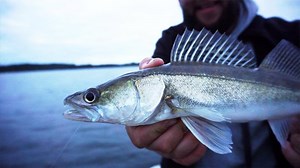 Zanderangeln mit Köderfisch - Die 3 fängigsten Montagen