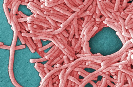 NYC Health Department confirms Legionella presence in Harlem building