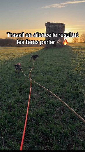 Chasse au Sanglier avec les Griffons Bleus de Brassac