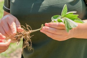 Soybean Cyst Nematode