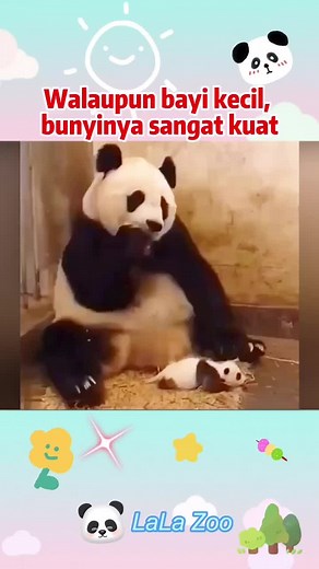 #panda #lalazoo #pandalover #cutepets #cute #foryou #funny #funnyvideos #kelakar #komedi #lucu