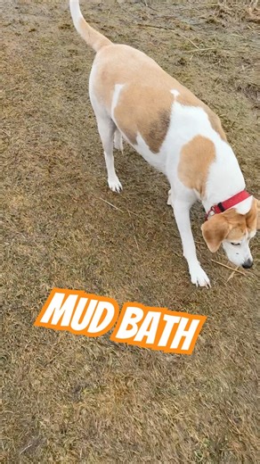Mud bath at the dog park