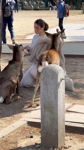 外国人観光客が❤️奈良の鹿と純粋な幸せを感じた瞬#naradeerpark #shorts