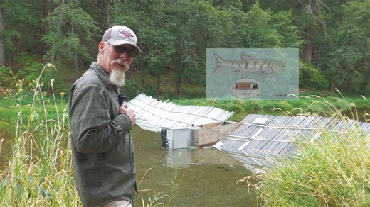 4.6K views · 50 reactions | Weirs are an effective and widely used method for counting salmon in rivers and streams, they function as barriers built across a stream or river that block the upstream passage of fish. Except through designated openings or gates, as salmon migrate upstream, they are funneled through these openings where they can be counted by technicians or automated systems | Scott Valley News | Facebook