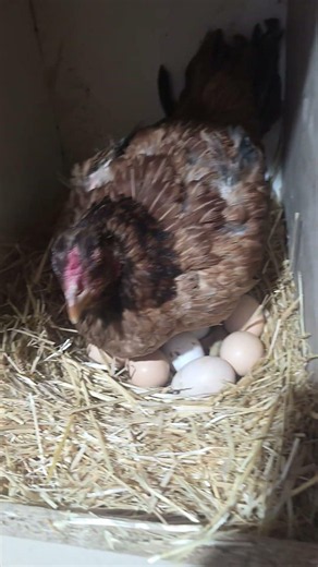 Brooding chicken coop 🐣