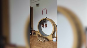 Funniest Video Compilation That’ll Make You Laugh Out Loud! 😂