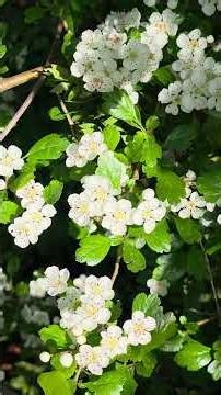 Hawthorn, home of the fairies and friend of the heart