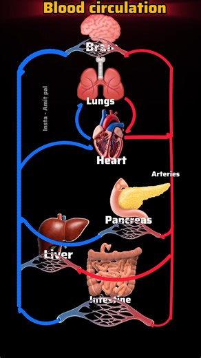 blood circulation animation