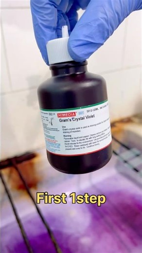 Gram staining microbiology 🦠🧫#microbiology #bacteria #gramstaining