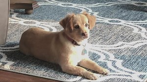 Cougar attacks dog in Lebanon