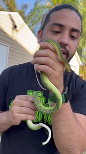Emerald Tree Boas are some of the gems of this 🌎 #boa #snakes #animals #earth #pets #reptiles #emeraldtreeboa | TikisGeckos