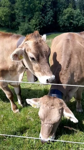 MyMountains | Best Hiking & Skiing in the Alps on Instagram: "🐄🇨🇭 Did you know Swiss cows are cultural icons?⁠ ⁠ They’re more than adorable Alpine grazers – they’re part of centuries-old traditions! 🧀🌿⁠ ⁠ ✨ Every summer, cows are led up to high Alpine meadows to graze on wild herbs, giving Swiss cheese its legendary flavor. In autumn, they return in style during Alpabzug, a festive cow parade with flower crowns and bells!⁠ ⁠ 🔔 The sound of cowbells echoing across the Alps? That’s the real