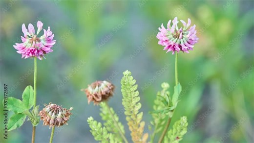 Hybrid clover, or pink clover, or Swedish clover (Trifolium hybridum) - a herbaceous plant; species of the genus Clover of the subfamily Moth family Legumes.