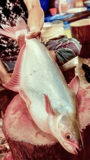 Wonderful Cutting Skills Pangasius Fish || Pangasius Fish Cutting Skills In The Local Fish Markets.