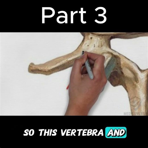 You’re Studying Lumbar Vertebra WRONG! (Fix This) Part 3 #anatomy #mbbs #doctor