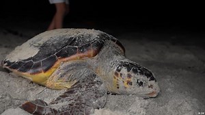 SUV racing threatens endangered sea turtles in Libya