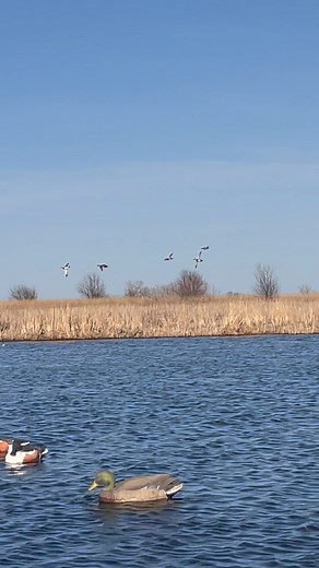 Some typical gadwall craziness, although this level of maple leafing right down to the water may be a bit beyond their typical behavior. They did however pull a perfect sidewind maneuver and land up beyond the decoy spread. The last few years I have really grown more ok with hunting a quartering away side wind or even a straight side wind, as long as it isn’t quartering into us. It’s kind of humorous to me how many days you can’t find a spot to have the wind square at your back and end up having