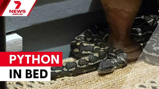 Brisbane woman wakes to find python in bed