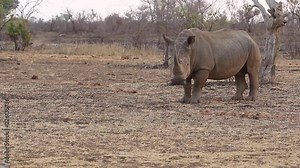 a large white square-lipped rhino, Ceratotherium simum grazes slowly in the early evening at the greater Kruger national park in the Mpumalanga region of South Africain