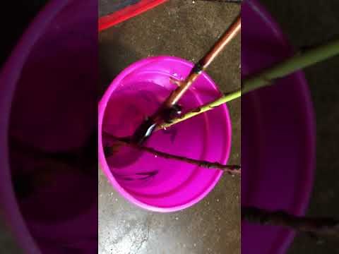 Rooting Peach Tree Cuttings Propagation Attempt (Video 1)