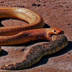 957K views · 7.6K reactions | OMG,  Snake fight and eat Snake  VS  | Baby Animals TV | Facebook