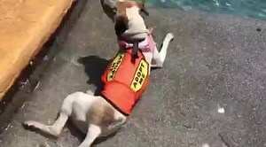 17K views · 870 reactions | DARBY is 8yrs old. Took her home to see how she acts outside the shelter. You will love this dog! She went down the slide! LOL | Collier DAS Dogs -by volunteers | Facebook