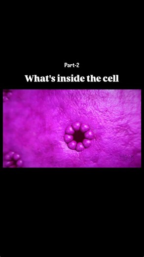 World of Biology on Instagram: "Part-2 "What's inside the cell " Animation credit 📸- @helixanimation #cell #dna #viral #explore"