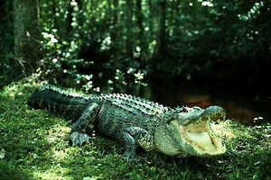 The Pointlessness of Alligator Wrestling