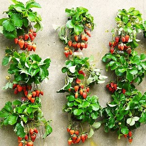 67K views · 862 reactions | Turn Old Walls into a Productive Strawberry Garden Easily! | DIY Balcony Garden | Facebook
