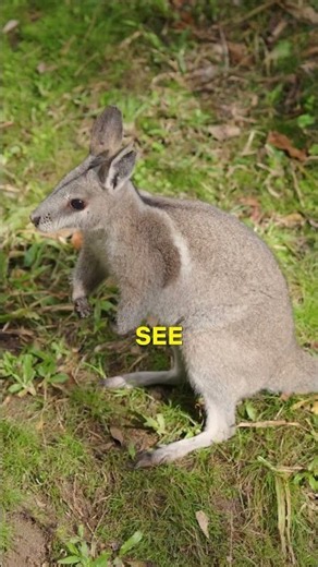 Australia's WILDEST Wildlife Park You've Never Heard Of