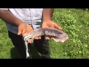 Squid Barbecue - A young and budding chef cooks a Italian dish with squid - Cooking with love & fun