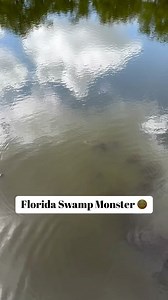 Mysterous Florida Swamp Monster 😳😳😳 This might be the strangest looking thing I’ve seen in a while #florida #swamp #SwampThing #swampmonster #everglades #turtles | Rhett Stanberry