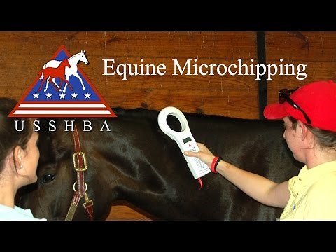 Equine Microchipping-USSHBA