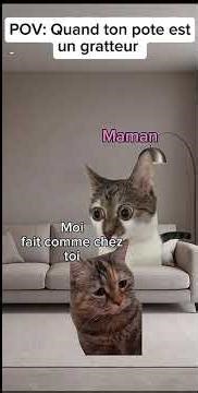 #catmemes #catmeow #memecatsviral #humour #chat #chatmeme #drôle