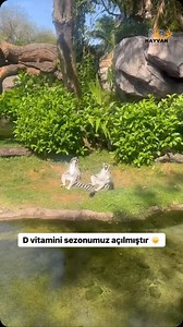 La bronzare | Mihai Dragomir